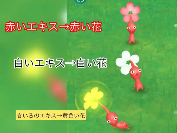 ピクミンブルーム 花びら満開 花の植え方 増やし方 2日目 キャラゲッ